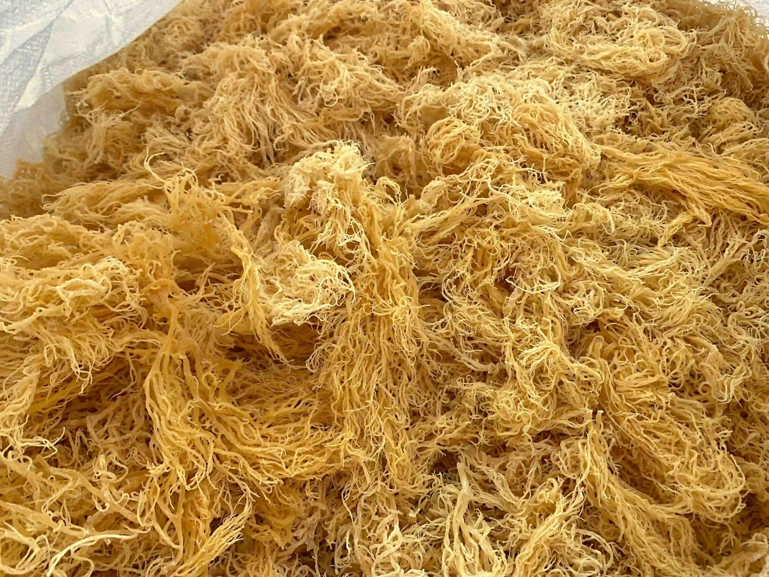 wholesale wildcrafted raw gold sea moss in a sack from st.lucia