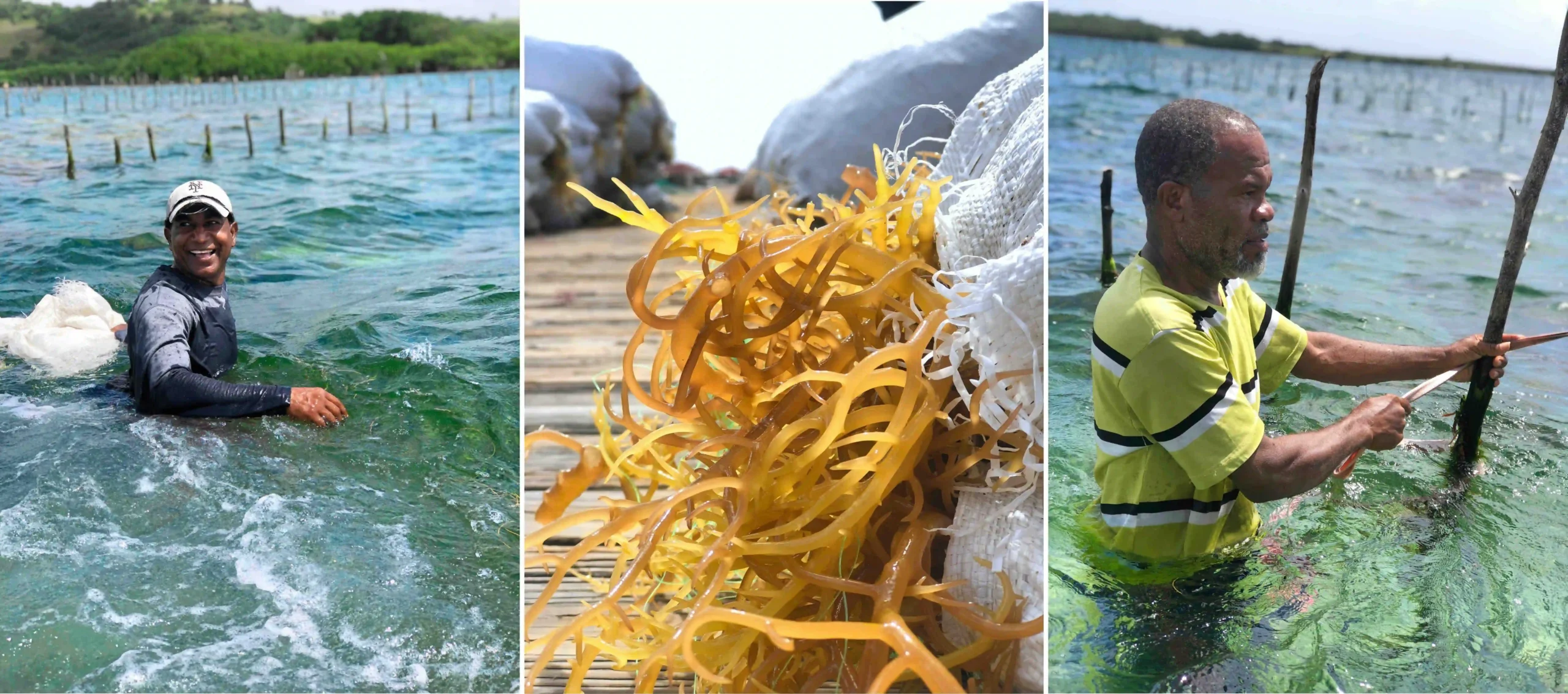 Men in the ocean working on a sea moss farm in st.lucia