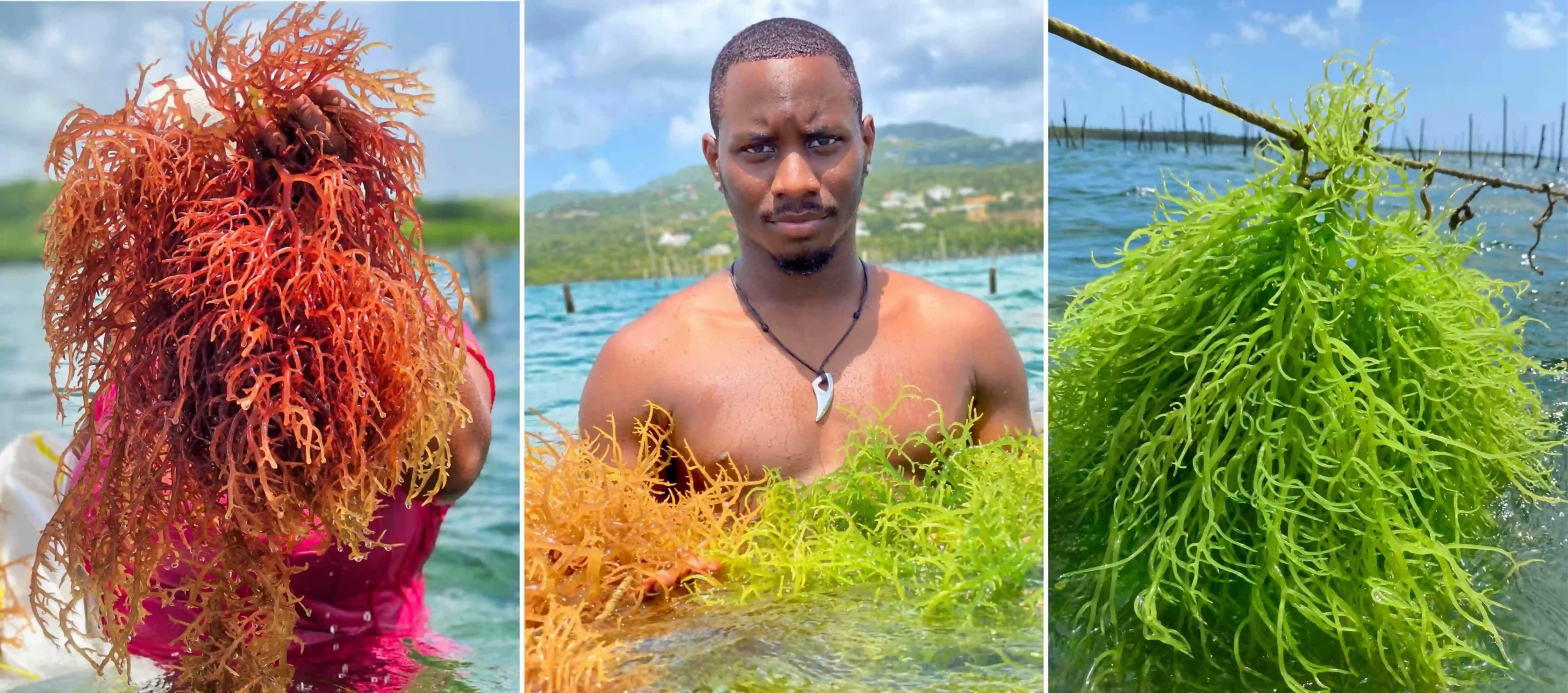 man in ocean surrounded with gold, purple and green sea moss on a ocean farm in st.lucia