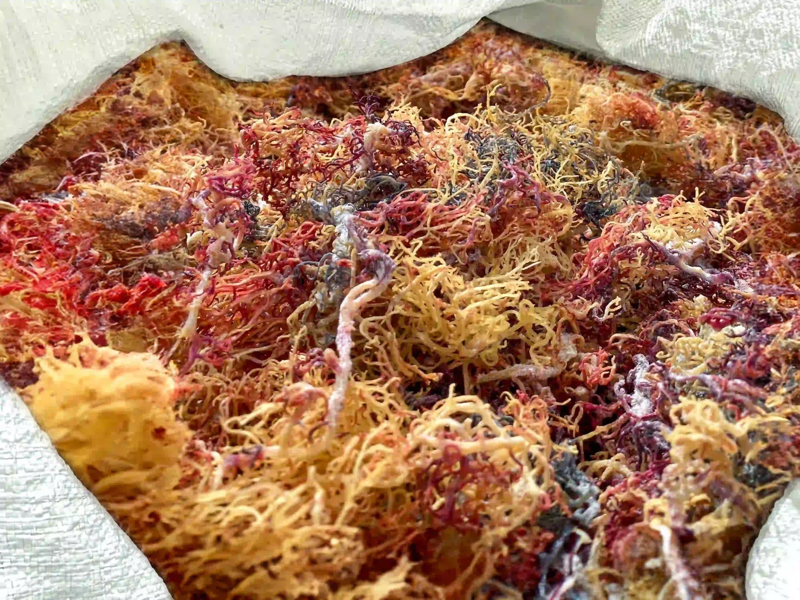 mixed irish moss from st.lucia in a sack