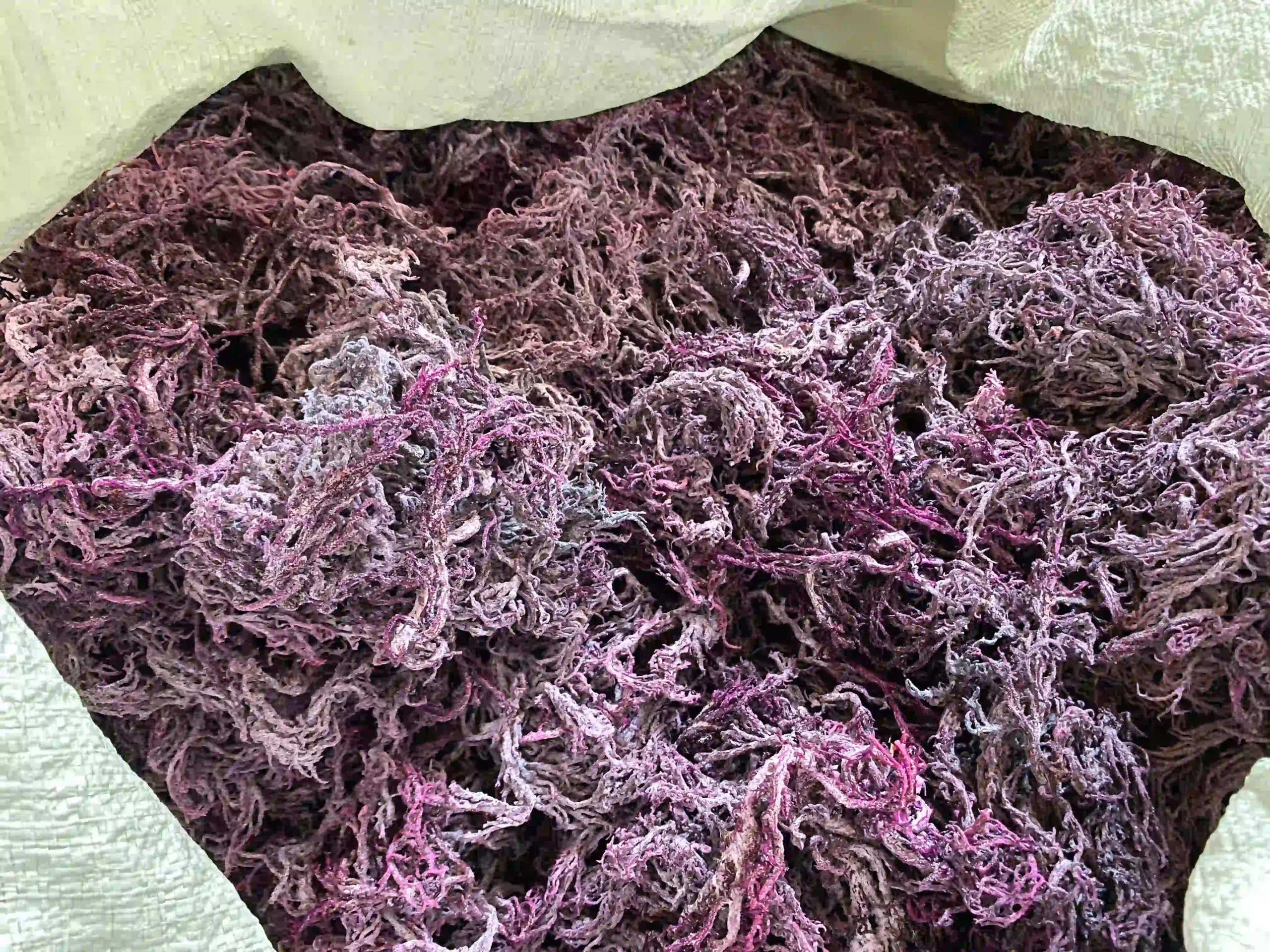 wholesale wildcrafted raw purple sea moss in a sack from st.lucia